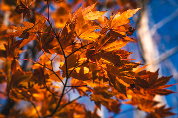 Autumn Leaves color of maple leaf. red yellow Orange Leaves foliage falling in forest, colorful seasonal of October and November background or wallpaper. halloween. Natural or environmental display.