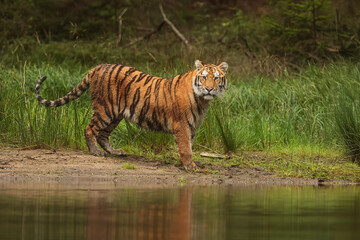 male young Siberian tiger (Panthera tigris tigris) on the shore of the lake