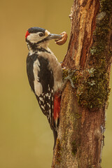 male Great spotted woodpecker Dendrocopos major portrait