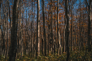 Fototapeta premium Autumn Leaves color of maple leaf. red yellow Orange Leaves foliage falling in forest, colorful seasonal of October and November background or wallpaper. halloween. Natural or environmental display.