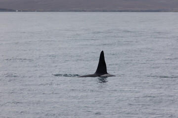 Naklejka premium Wale