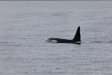 Orca