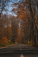 Road way to nature in Hakoda mountain to Towada and Jogakura bridge view in Japan, travel destinations in autumn and fall season. Color of nature, season and leaf. Maple tree, woodland landscaped.