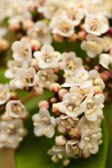 Close-up of a bouquet of white flowers with green leaves. The flowers are very small and clustered together. The flowers are very delicate. Selective focus