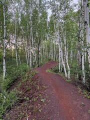 red path through birch forest
