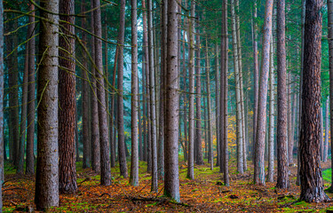 Obraz premium autumn forest in the morning