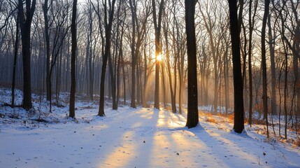 Sunlight Filtering Through Bare Trees in a Snowy Forest
