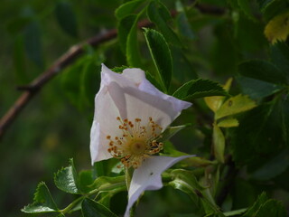 biała dzika róża jako piękny biały kwiat © Maciej