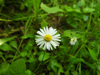 Stokrotka pospolita biały kwiat na tle zieleni