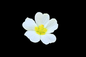 Obraz premium Close up view of water primrose or Ludwigia peploides is a species of evening primrose family known by floating primrose-willow and creeping water primrose with natural background. Mulcha, Keshordam.