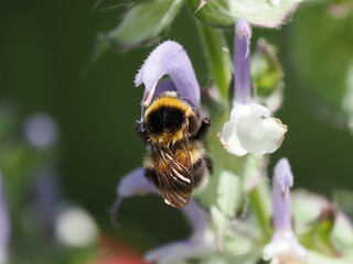 Trzmiel (Bombus) poszukujący nektaru wśród kwiatów w ogrodzie © Nature Observatory