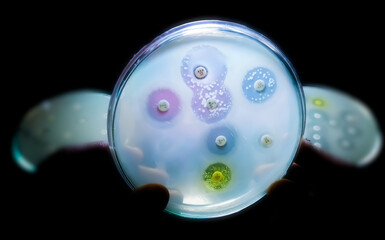Antimicrobial susceptibility testing in petri dish. Microbiologist check Antibiotic resistance of...