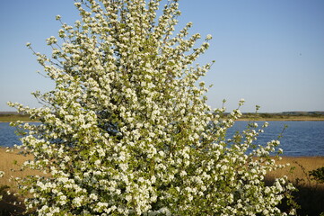 close-uo pf blooming tree on Island Hiddensee in Mecklenburg-Vorpommern ( Germany)
