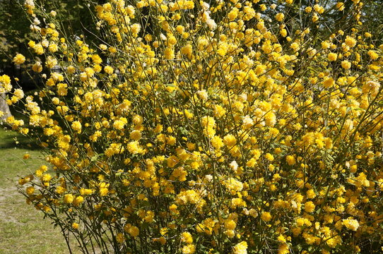 blooming japanese kerria shrub (Kerria Japonica )plant on Island Hiddensee in Germany