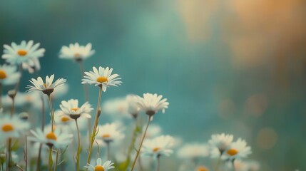 Delicate Daisies in a Soft Summer Meadow