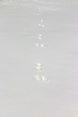 A white snowy ground with a few footprints of rabbit in it