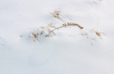 White snowdrifts with brown grass on a forest path in winter