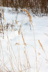 White snowdrifts with brown grass on a forest path in winter