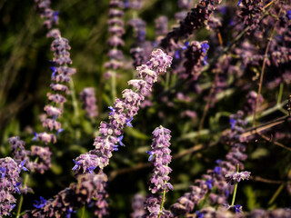 Obraz premium Close up of blooming lavender branches in bright purple and lilac colors, against a blurred background