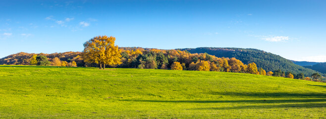 Beautiful panoramic oak tree in green field and forest in autumn with 