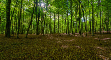 beech forest in spring