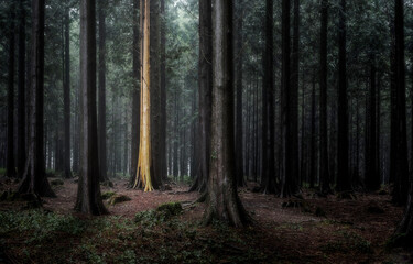 Fototapeta premium Misty forest in the morning