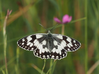 Fototapeta premium Motyl polowiec szachownica (Melanargia galathea) wśród kwiatów i traw na łące