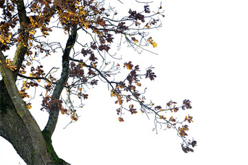 Natural silhouette of oak tree. Natural silhouette of oak branches on white background. 