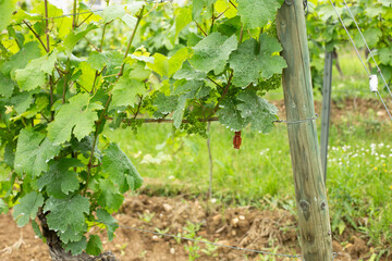 Young green leaves on a vine in a vineyard. Close-up of vine leaves in spring. Prune the vines in a row.