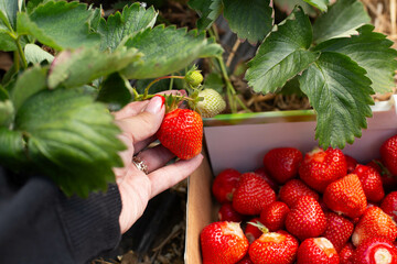 ripe home-grown strawberries in the hands of a young girl who had just plucked them from a bed in...