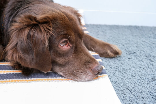 Sad retriever, toller lying on the floor and feeling unhappy and depressed