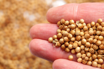 A hand gently holding organic whole coriander seeds. Herbal medicine and culinary ingredient. Macro shot