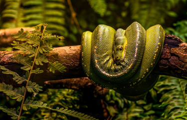 Morelia viridis. Green Python. Tree Python
