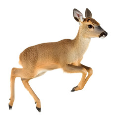 Fototapeta premium Young deer gracefully leaping in mid-air showcasing its agility and natural beauty against a clean white background ideal for wildlife photography
