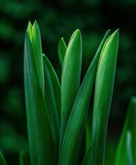 Obraz premium Green leaves reaching for sunlight in a lush garden setting