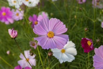 Close-up of a beautiful pink cosmos flower with green leaves bloom in the garden	