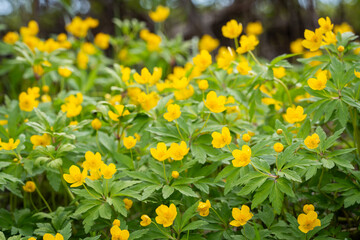 Yellow anemone flowers against blurred background with copy space. Yellow wood buttercup anemone...