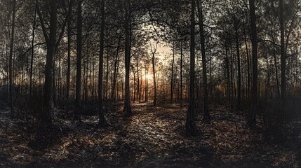 Naklejka premium Sun setting through dense forest trees.