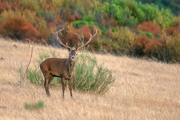 Ciervo en época de berrea, en el parque natural de Cazorla, Segura y Las Villas.