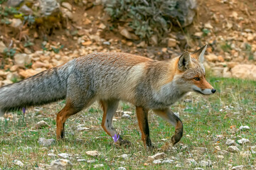 Zorro com&uacute;n o rojo, en el parque natural de Cazorla, Segura y Las Villas.