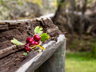 Red forest berries on a log in the countryside