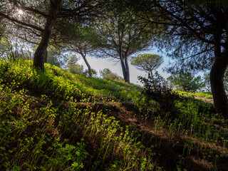Fototapeta premium Sunlit clover meadow under the pines