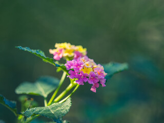 Colorful lantana flowers in the field