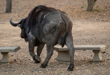 Obraz premium Afrikanische Tiere Kaffernbüffel oder auch Afrikanischer Büffel Steppenbüffel genannt, im Busch vom Krüger National Park - Kruger Nationalpark Südafrika