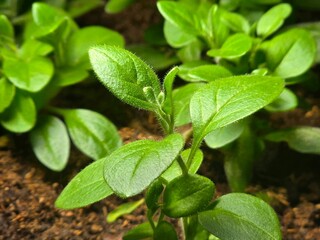 Ampelous petunia seedlings