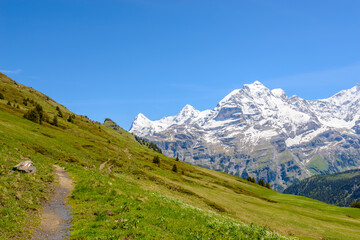 Fototapeta premium View of beautiful landscape in the Alps with fresh green meadows and snow-capped mountain tops in the background on a sunny day with blue sky and clouds in springtime.