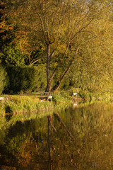 lake side bank in autumn in Lincolnshire 