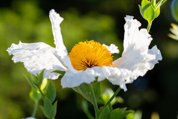 Argemone Albiflora, Matilija Poppy Flower Art Prin, Southwestern prickly poppy close-up, Romneya Coulteri, California Tree Poppy
