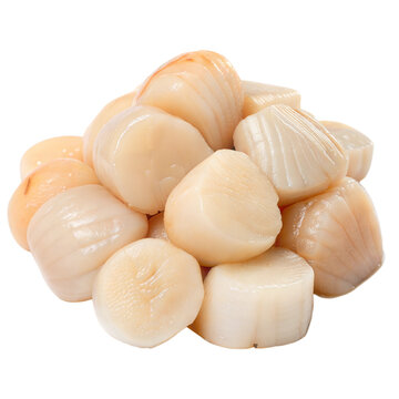 Pile of raw scallops