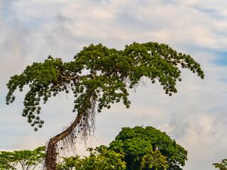 Fototapeta premium Amazonia